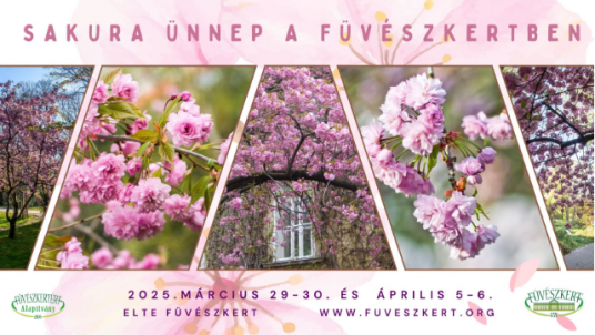 Sakura ünnep az ELTE Füvészkertben