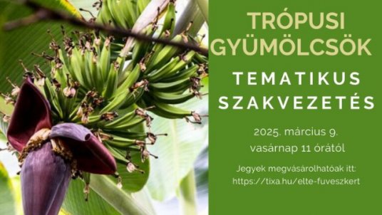 Trópusi ehető gyümölcsök - tematikus szakvezetés