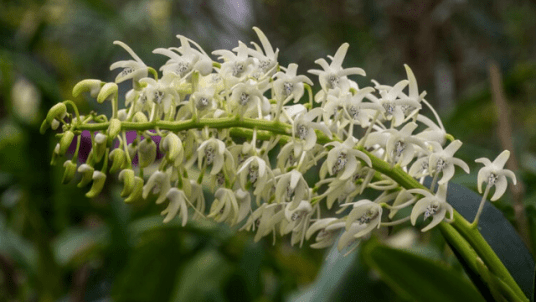 Orchideák - tematikus szakvezetés, gyakorlati bemutató Alumni kártya kedvezménnyel