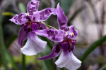 Orchideák, mint a megtévesztés mesterei - tematikus szakvezetés